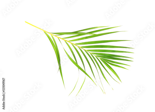 Fototapeta Naklejka Na Ścianę i Meble -  tropical nature green palm leaf isolated on white pattern background