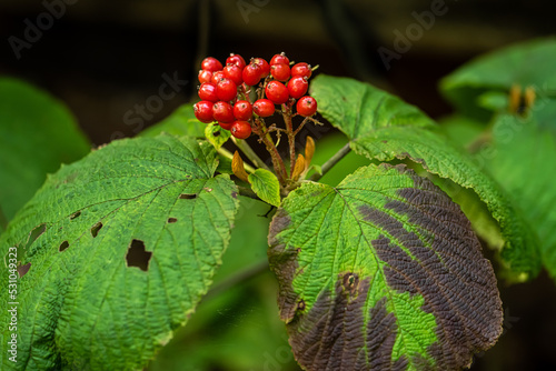 Hobble Bush red berries