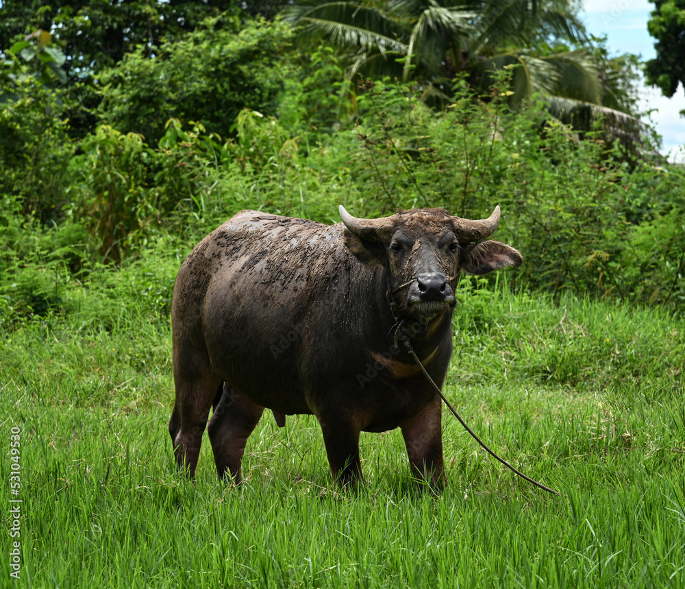 A buffalo eating grass on a meadow. A buffalo eating grass on a meadow.