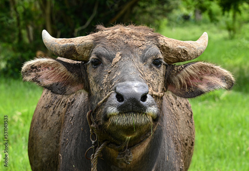 A buffalo eating grass on a meadow. photo