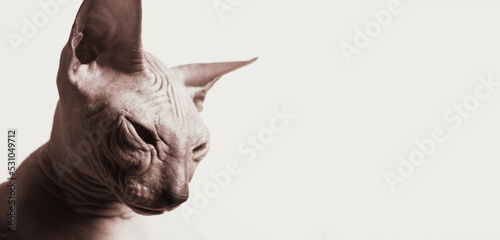 Don Sphinx closeup, pet with copy space