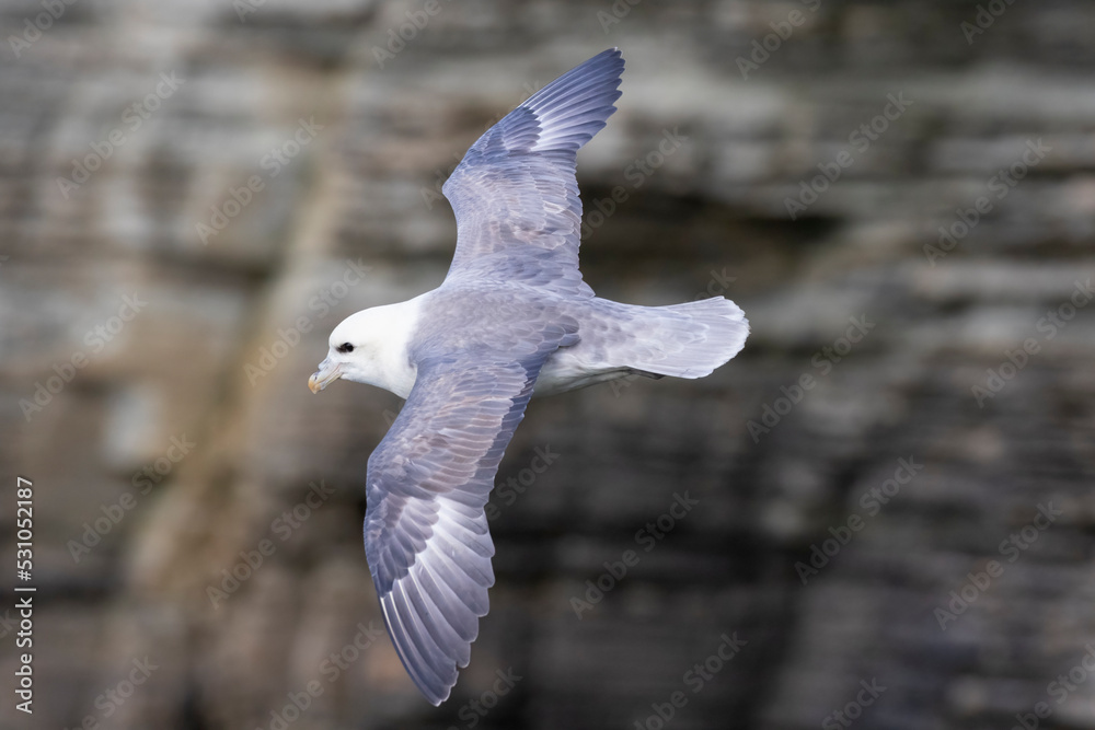 Εκτύπωση καμβά The northern fulmar (Fulmarus glacialis), fulmar, or Arctic fulmar about the orkney islands