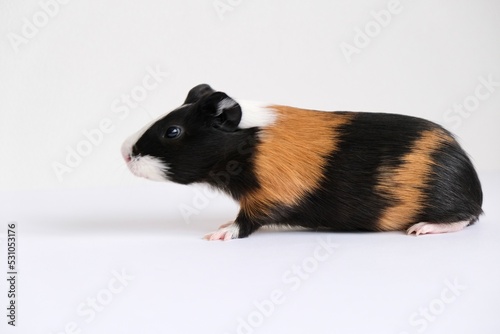 Tricolor guinea pig on a white background. A pet, a rodent. 