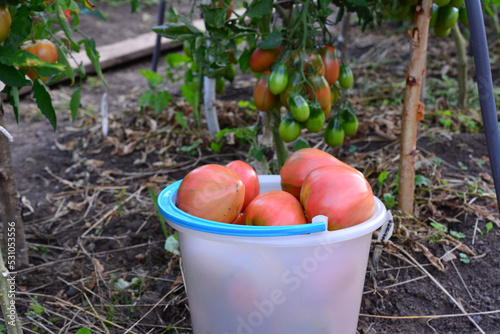 white bucket with red garden tomatoes with tomato plants on background
