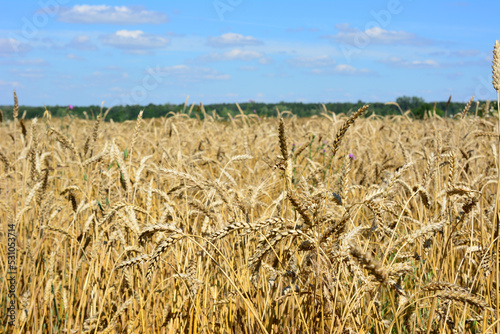 ripe wheat field with ears of wheat and blue sky and clouds on background