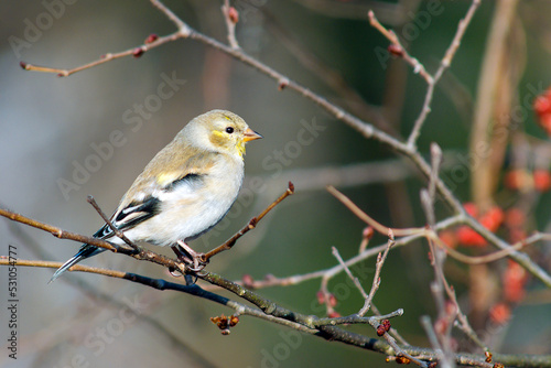 American Goldfinch - Winter Plummage