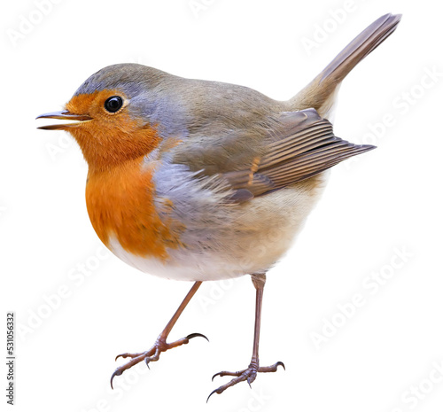 Fotografie, Obraz Robin (Erithacus rubecula) isolated on PNG transparent background