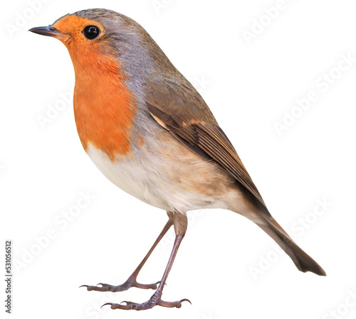 Robin (Erithacus rubecula) isolated on PNG transparent background © Robin