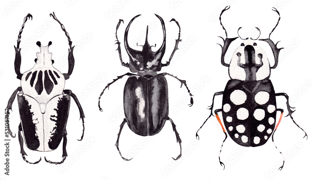 Αυτοκόλλητο Collection of watercolor illustrations of beetles
