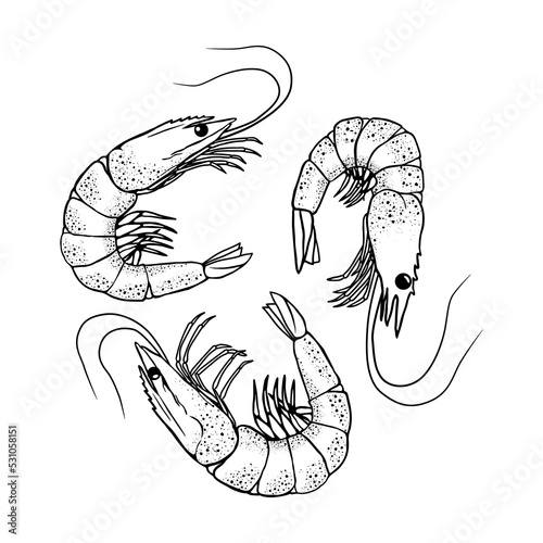 Stock vector shrimp hand drawn sketch seafood illustration