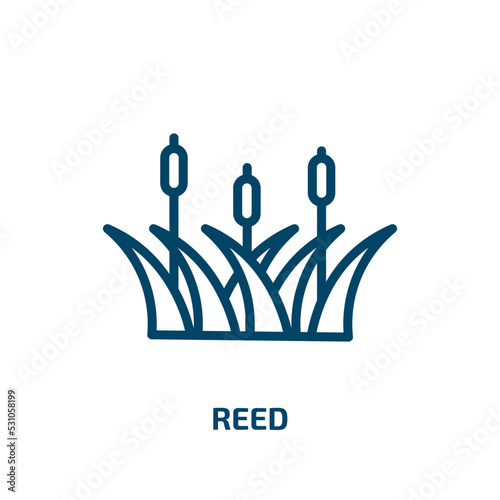 reed icon from nature collection. Thin linear reed, flora, water outline icon isolated on white background. Line vector reed sign, symbol for web and mobile