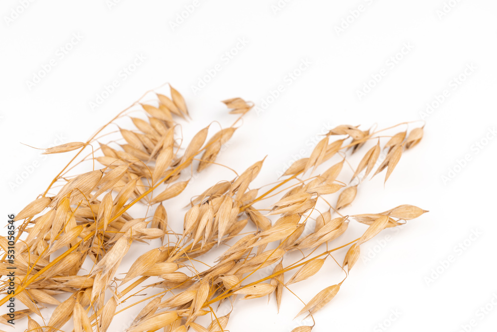 oat spike or ears isolated on white background close-up oat spike or ears isolated on white background close-up