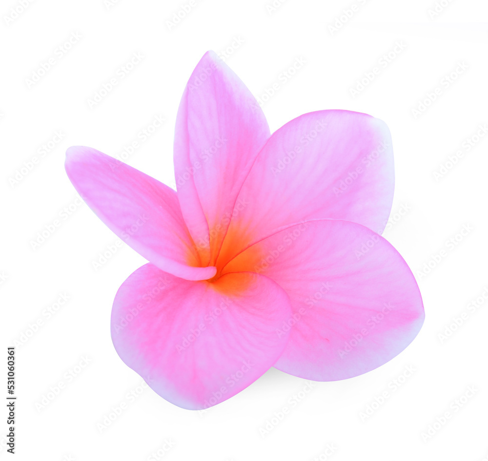 Plumeria isolated on white background. Plumeria isolated on white background.