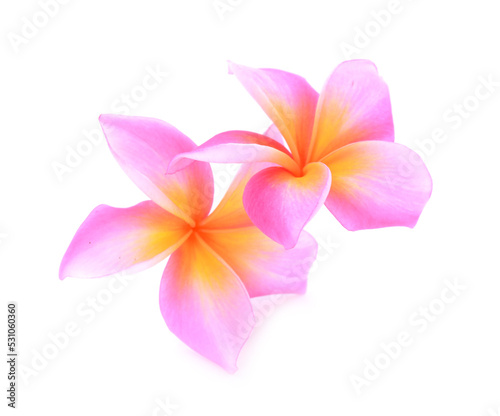 Plumeria isolated on white background.