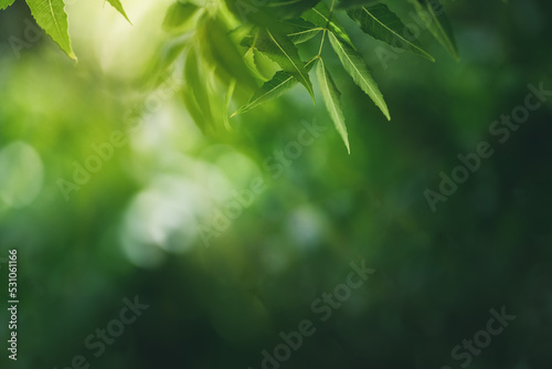 Dark green leaf texture  Natural green leaves using as nature background wallpaper or tropical leaf cover page