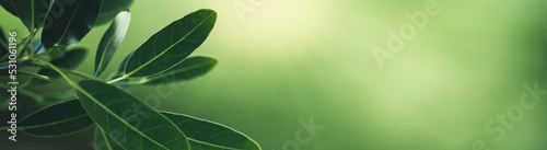 Dark green leaf texture, Natural green leaves using as nature background wallpaper or tropical leaf cover page