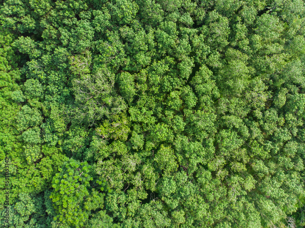 Aerial view green tree tropical rainforest