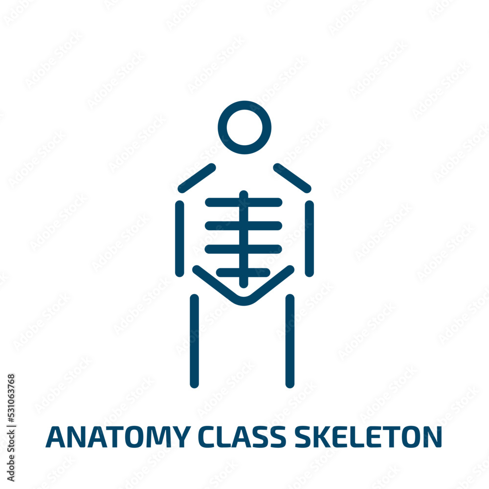 anatomy class skeleton icon from user interface collection. Thin linear anatomy class skeleton, education, research outline icon isolated on white background. Line vector anatomy class skeleton sign, anatomy class skeleton icon from user interface collection. Thin linear anatomy class skeleton, education, research outline icon isolated on white background. Line vector anatomy class skeleton sign,