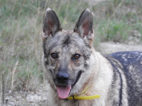 chien loup de saarloos 
saarloos wolfdog photo