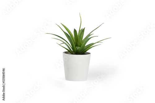 Fototapeta plant in a pot