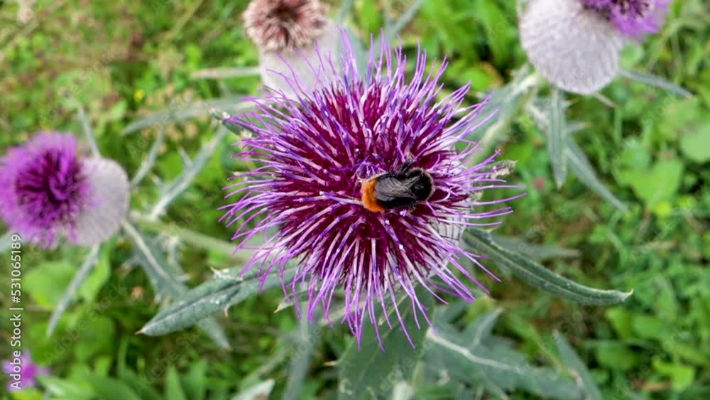 The forest bumblebee feeds and at the same time pollinates the milk thistle flower The forest bumblebee feeds and at the same time pollinates the milk thistle flower
