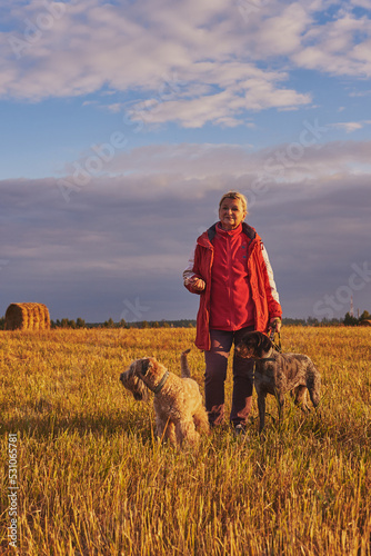 An elderly woman walks with two dogs on a mown field in the evening at sunset.