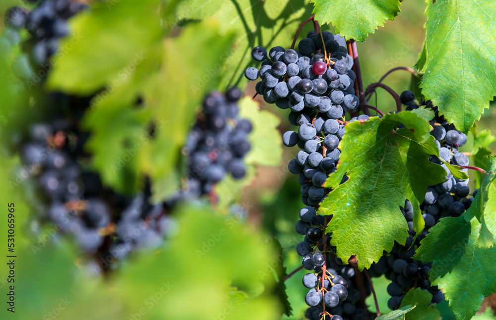 Vine with black grapes on vineyard