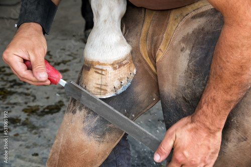 Crop farrier shaping hoof of horse
