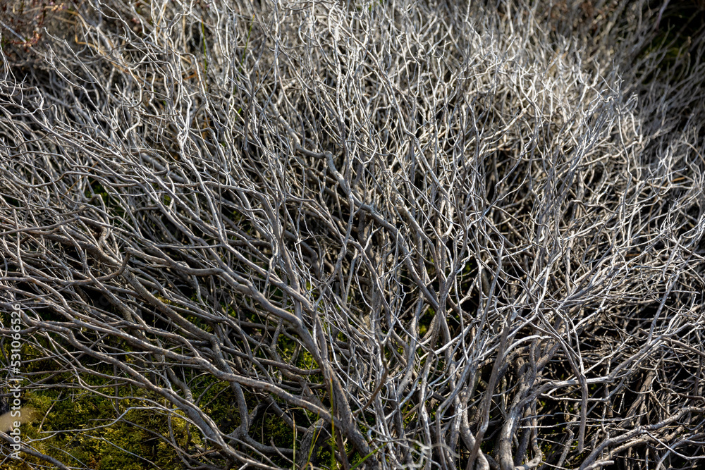 Bushes of tree plant on the ground with branches to small twigs, Calluna vulgaris (heath, ling or simply heather) is a genus Calluna in the flowering plant family Ericaceae, Nature pattern background.