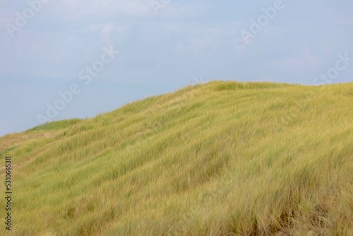 The hilly sand dunes or dyke at Dutch north sea coastline  European marram grass  beach grass  under blue sky and white fluffy clouds as backdrop  Nature background  North Holland  Netherlands.