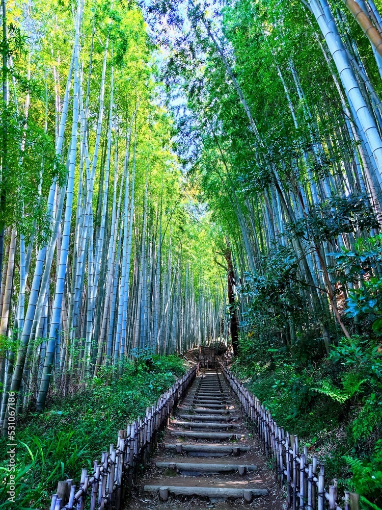 Obraz premium path in the forest