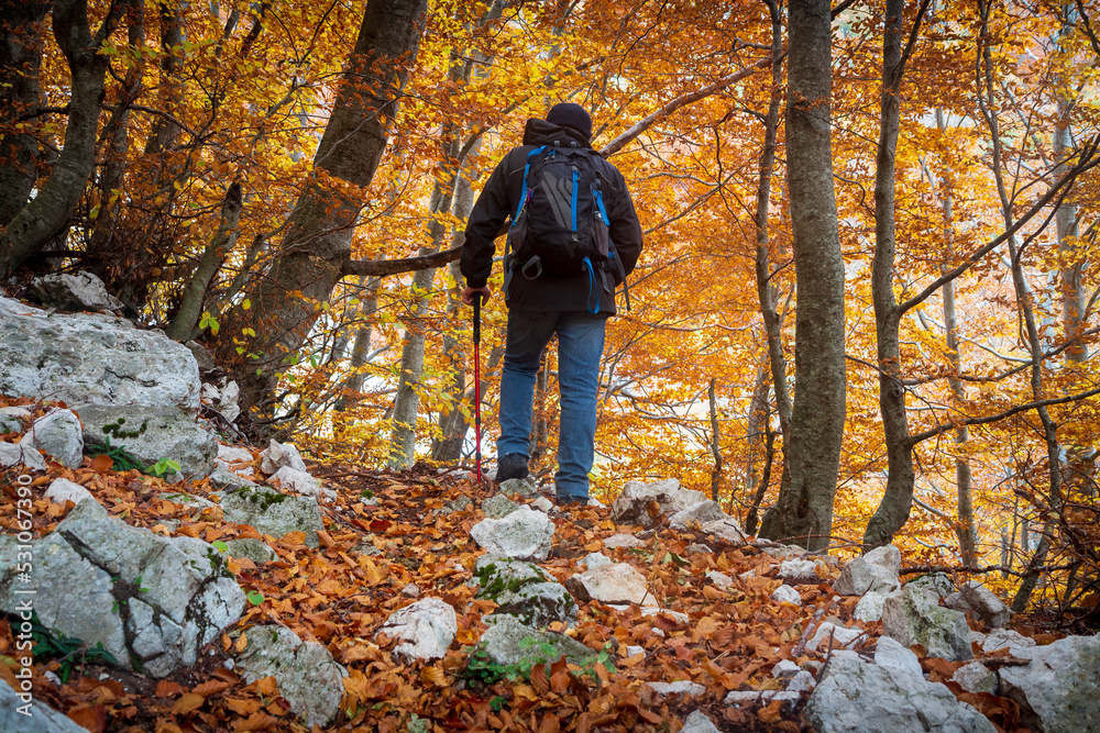 hiker in the forest in the autumn in Matese park