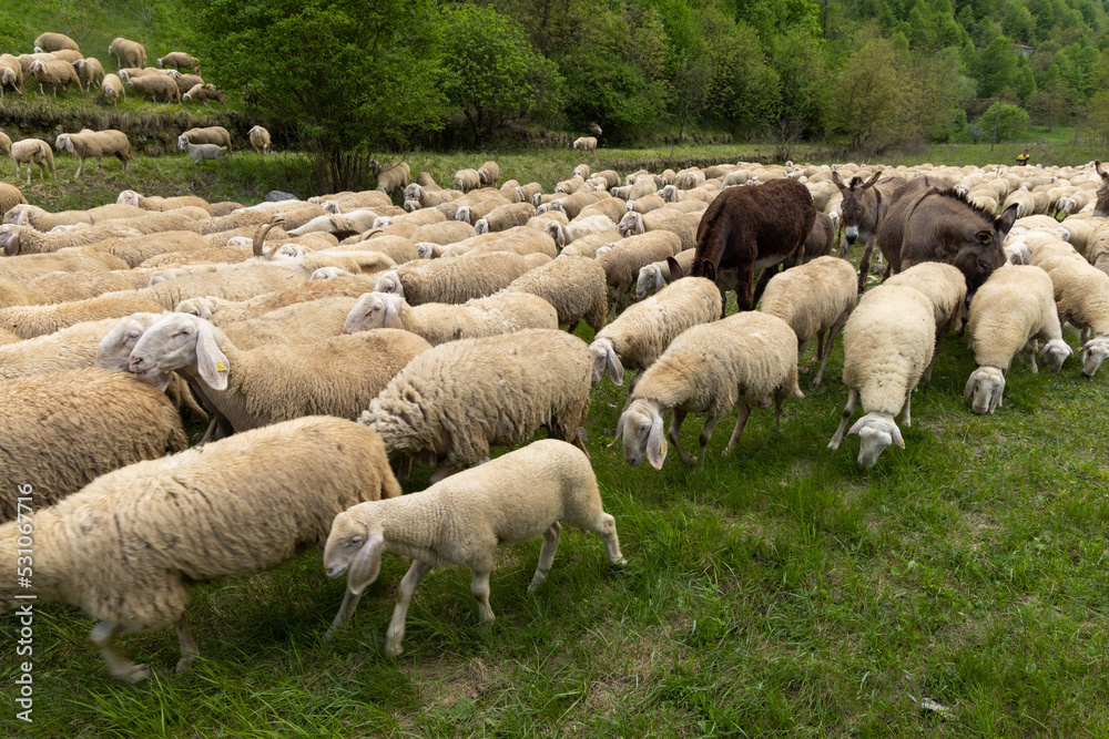 Herd of sheep, goats and donkeys in the meadows in Tuscany. Italy