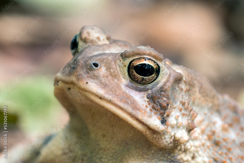 Fowler's Toad Fowler's Toad