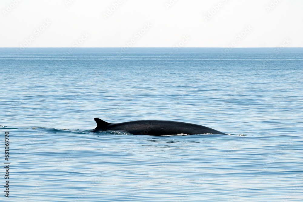 Fototapeta premium Fin Whale - Diving