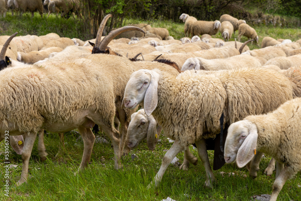 Herd of sheep, goats and donkeys in the meadows in Tuscany. Italy Herd of sheep, goats and donkeys in the meadows in Tuscany. Italy