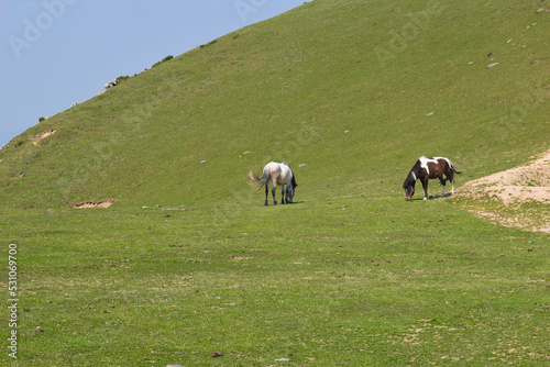 Two horses grazing in grasslands at high altitude region. Pasture sunny day
