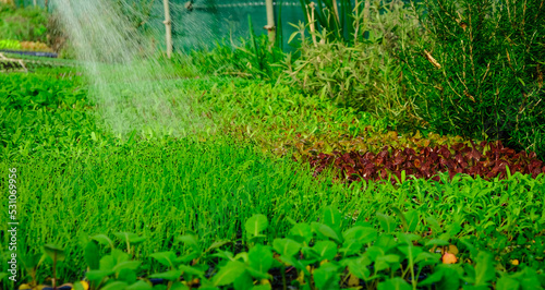 Watering plants