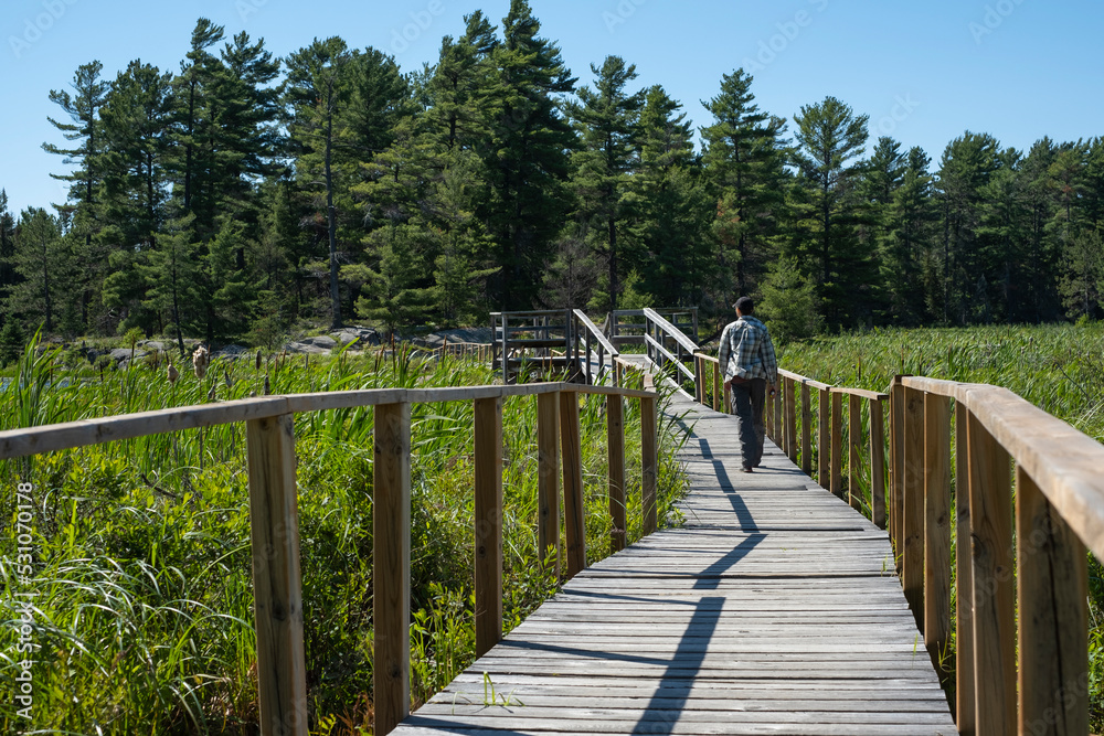 Young fit man walking on a wooden boardwalk through marsh, bog, reels on a summer sunny day in northern Ontario provincial park. Selective focus, blurred background.