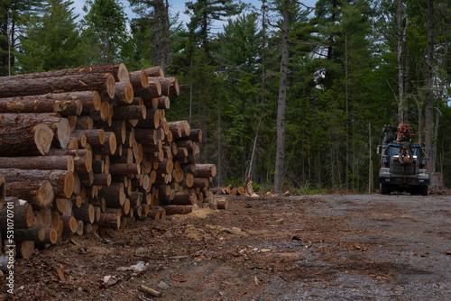 Big pile of large cut down tree logs stacked at forest logging site, coniferous forest in the background. Timber wood industry, deforestation, natural resources, construction material, lumber concept.