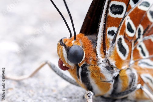 White Barred Emperor Butterfly - Portrait photo