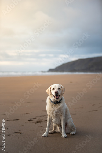 Purebred yellow labrador retriever on a sandy beach at sunset