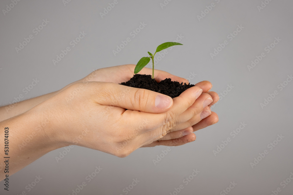 Growing peppers from seeds. Step 6 - Planting in a large pot Growing peppers from seeds. Step 6 - Planting in a large pot
