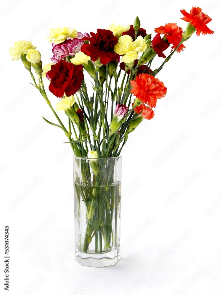multicolor pretty carnations close up isolated multicolor pretty carnations close up isolated