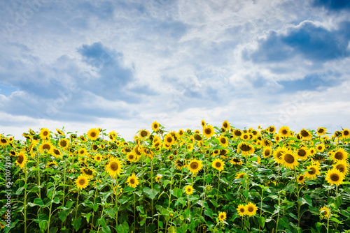 Sunflower field.Yellow field of blooming sunflowers on a background of blue cloudy sky.Summer day.