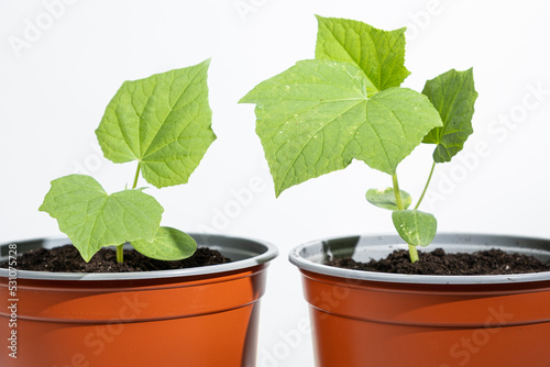 Growing cucumbers from seeds. Step 7 - sprout has grown, the appearance of the third leaf