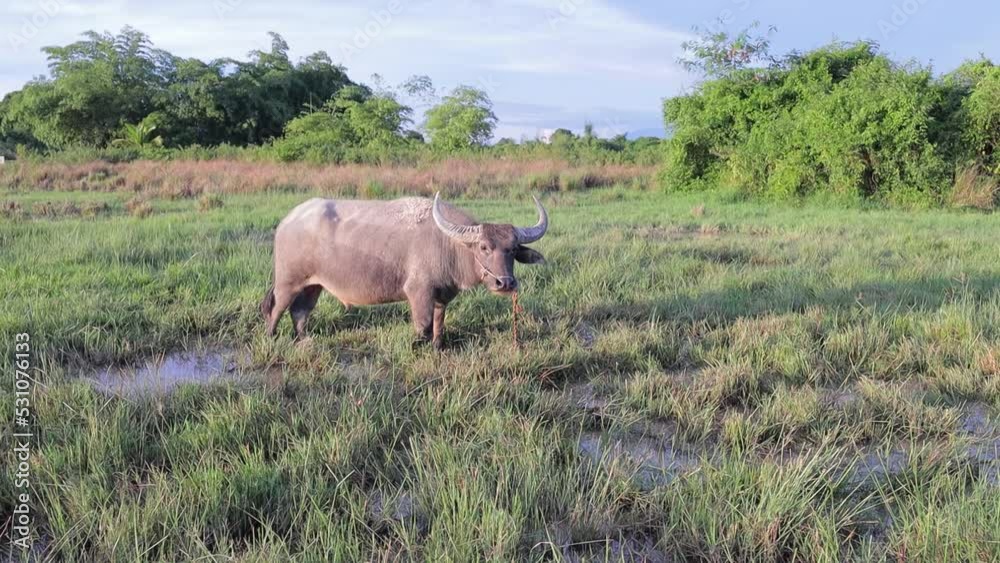 Thai buffalo eating grass in the field with water source Thai buffalo eating grass in the field with water source