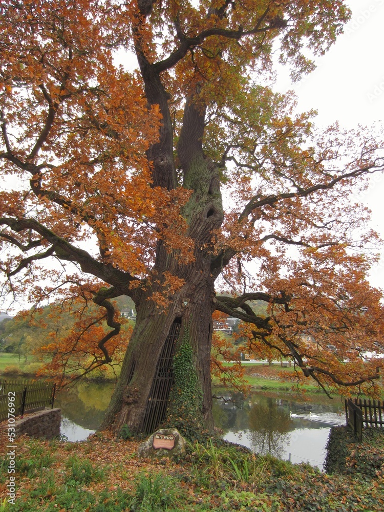 Thousand-year-old oak in Dausenau, Germany