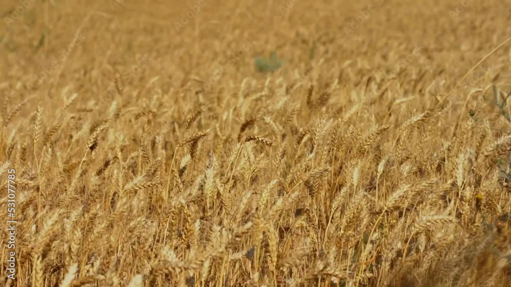 Golden Ripe Ears Of Wheat In A Field Golden Ripe Ears Of Wheat In A Field