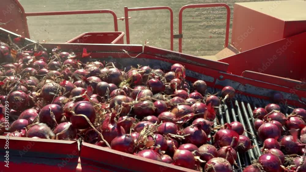 Onion Loader Harvester In Action. Harvesting Onion With A Onion